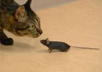 Ao chegar perto do felino, o rato no corre nem se finge de morto