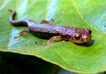Espcie de salamandras noturnas, do tipo Bolitoglossa